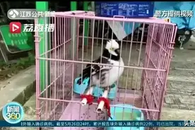 这鸟成精了！叫声像电动车，把警察都招来了图片