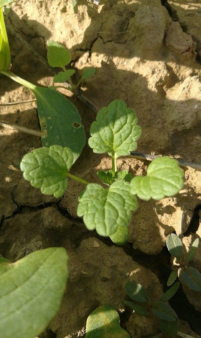 路边这野草看似不起眼,却有人抢着挖,长冻疮的人最爱它