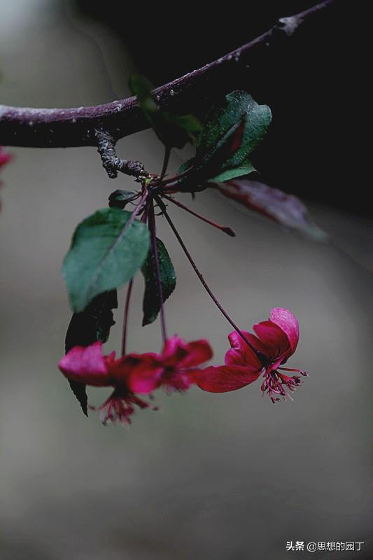 枝间新绿一重重小蕾深藏数点红的意思（枝间新绿一重重）