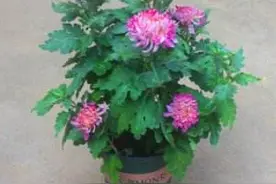 怎样能让你培植的多头菊高矮一致？图片