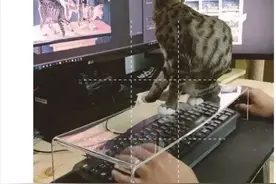 为了防猫，买了各种防猫神器，斗智斗勇的最终结果是.图片