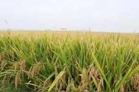 福建省杂交稻新品种“福农优676”获农业农村部超级稻确认图片