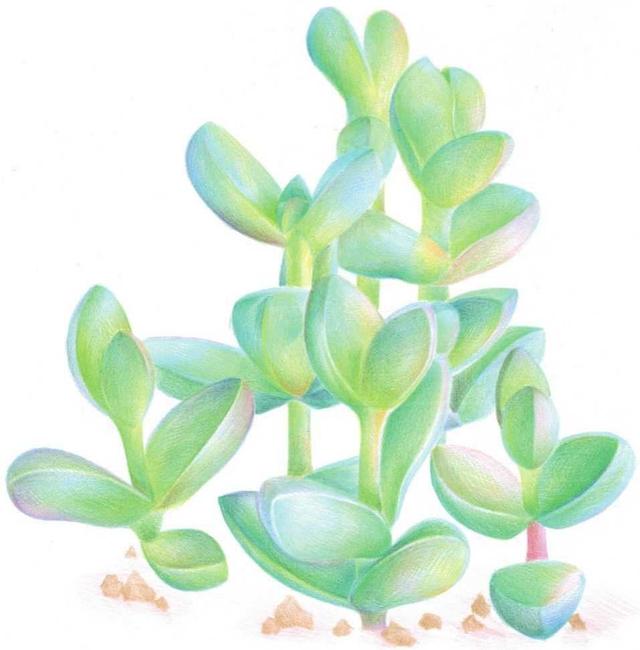 多肉植物图解简笔画(多肉植物简笔画 卡通)-措必培