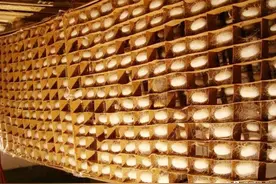 养蚕使用方格蔟上蔟可提高蚕茧品质20%，6个细节需要落实图片