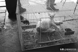 用笼子养猫，最极端的自私，最致命的羞辱图片