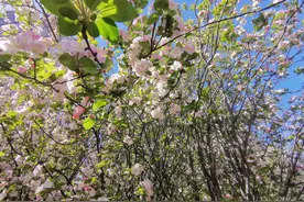 郑州公交带你赏花踏青春天挖野菜图片