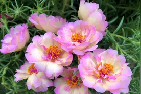 我的太阳花盆栽疯长就是不开花怎么回事？徒长了开花慢图片