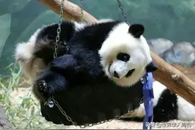 在美大熊猫瘦骨嶙峋，疑遭虐待：无数中国人正盼着它们回家图片