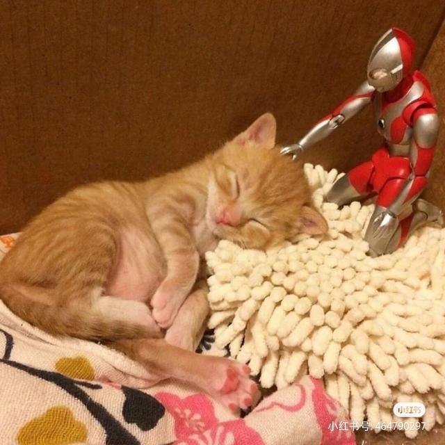 猫咪和奥特曼的故事