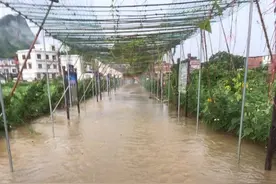 水涝灾害后的作物养护技术图片