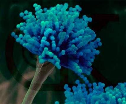 高中生物学习经验分享