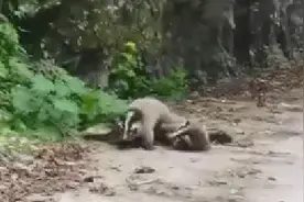 果子狸也有春天！路人偶遇它们在路边“谈恋爱”图片