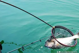 钓鱼人，为什么夏天容易钓鲢鳙？怎么钓？图片