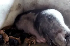 母猪生下12只小猪，本来应该高高兴兴，看清后老农：这咋整呢？图片