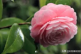 明明爱吃醋，却还爱装作大度，故意小题大做的三个星座图片