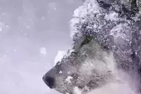 一份通知，外企德科将多名员工送上2审！这瓜值得吃图片