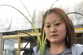 从兰花单苗草看如何养好兰根图片