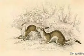 故事：黄皮子报恩：穷小子心善救下黄鼠狼，为报恩，黄大仙出动整个家族图片