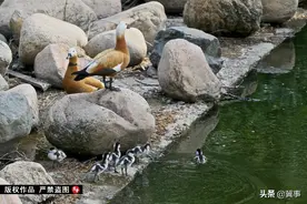 野鸭落户产子，市民自发义务看护图片