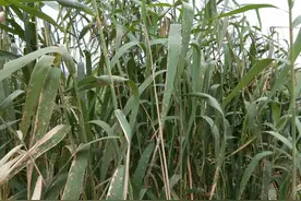 农村退休教师承包荒地，挖小河种芦苇，用猪肉喂黑鱼图片