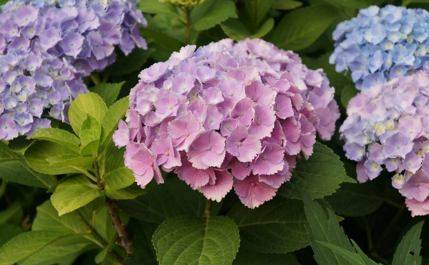 绣球花不可随便修剪,注意"2点",花朵大花量大花期长