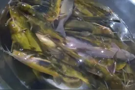 钓黄颡鱼的窝料和饵料的选择图片