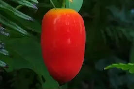 老鼠黄瓜，我的童年梦图片