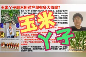 玉米丫子掰不掰？试验数据来了！「农艺师讲农业」图片