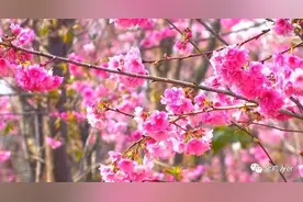 保山东山樱花开了，这群“炸街党”也躁了……图片