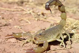 《本草精荟》：息风止痉：全蝎的功效与应用注意图片