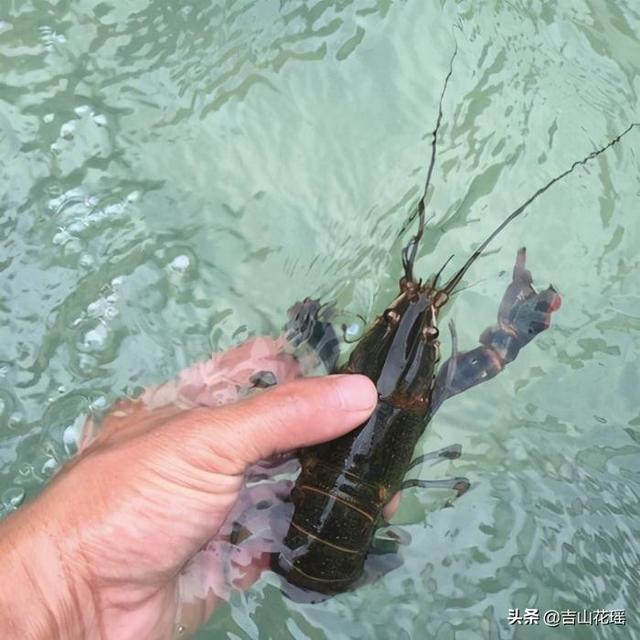 姹熻嫃婧ф按绋昏櫨杞綔鎶€鏈畝浠? onerror=