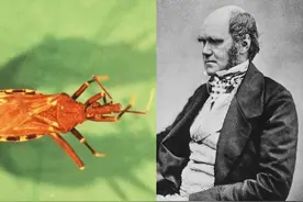 这种小虫有多危险？达尔文也被它咬过，得了终生未治的疾病图片