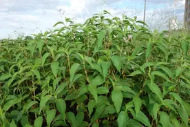 每日一草：红蓼图片