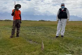 发现有人来，这只鸟立刻伪装成枯草一动不动图片