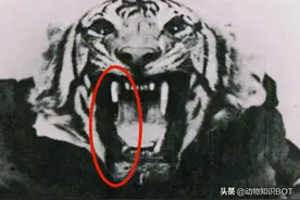 牙齿坏了就进村咬人？7年袭击436人，被列入世界纪录的母老虎图片