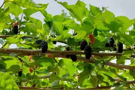 大丰收！潮阳金灶桑葚挂满枝头，果农采摘乐开怀图片