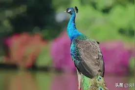 中国影像方志| 芒市：“黎明之城”孔雀舞婀娜多姿 傣族剪纸生动传神目瑙纵歌热情欢乐图片