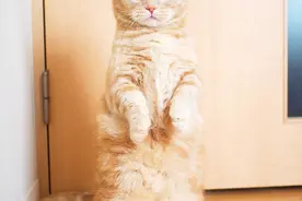 养猫时该注意什么？下面这5种情况就好比在给猫咪“上刑”图片