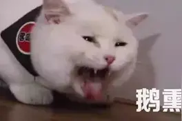 瑟瑟发抖！469元买回的知名巧克力，竟爬出N只虫...梅雨天正常现象？图片
