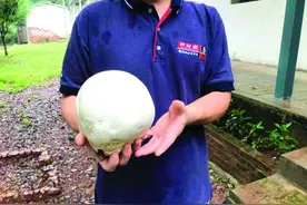 桂林男子采到直径16厘米“大馒头”蘑菇！专家称有一定药用价值图片