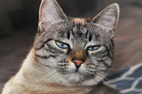 “不发腮的瘦猫，实在太丑了！”丨扭曲的审美正在杀死你的猫图片