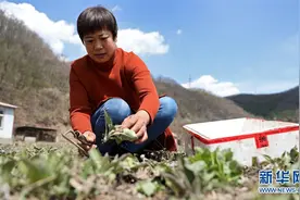 辽宁本溪市三会厂村发展山野菜种植，扩大农民增收渠道图片