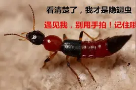 隐翅虫飞到孩子脸上，妈妈用3分钟处理法救了娃，医生：干得好图片