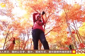 郴州桂阳：农科所200亩枫林如火，旖旎“枫”景惹人沉醉视频封面