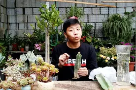 仙人柱嫁接蟹爪兰，十多天就成活，很快花苞挂满头视频封面