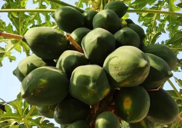 海南的水果上市时间表你知道有什么水果吗？