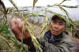 “竹子开花，马上搬家”，竹子开花真的预示有“大灾”要发生吗？图片