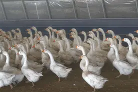 1：5！这个鹅场的扬州白鹅“一夫多妻”，公鹅母鹅都很辛苦图片