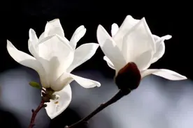 祭父思念四字文图片