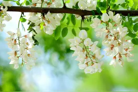 乡土散文：槐花飘香图片